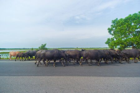 water buffaloes on hightway road.の写真素材