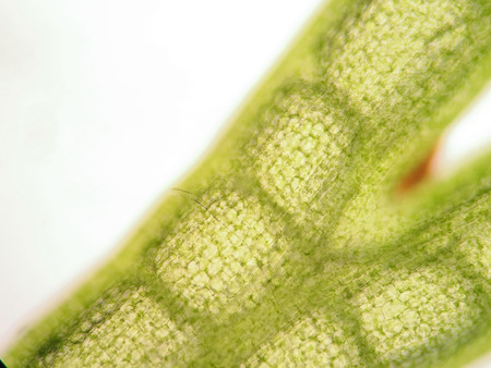 Aquatic plant cell under microscope view