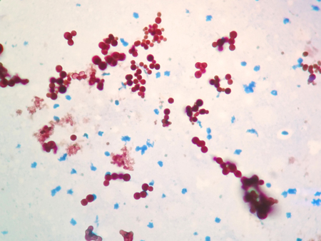 Mycobacterium are to the bacteria that cause tuberculosis in fish or petの写真素材