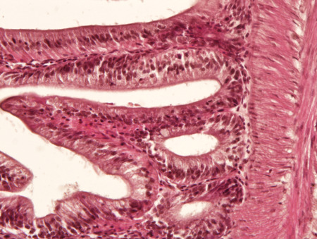 Intestine animal tissue under microscope view. histology of intestine.の写真素材