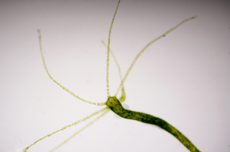 Hydra is a genus of small, fresh-water animals of the phylum Cnidaria and class Hydrozoa.の写真素材