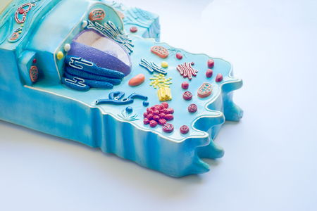 Model of animal cell in laboratoryの写真素材