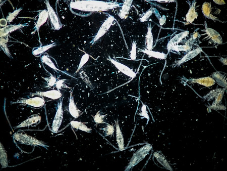 Copepods (Zooplankton) are a group of small crustaceans found in the sea and nearly every freshwater habitat, are under microscope view.の写真素材