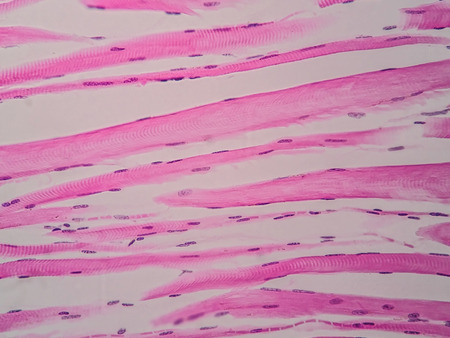 Histology of human skeletal muscle under microscope viewの写真素材