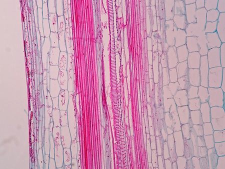 Plant vascular tissue under microscope view.の写真素材