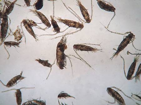 Copepods are a group of small crustaceans found in the sea and nearly every freshwater habitat, are under microscope view.の写真素材