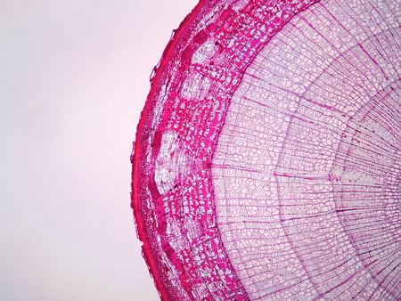 Cross sections of plant stem under microscope viewの写真素材