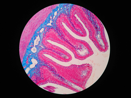 Histology of human intestine tissue under microscope view