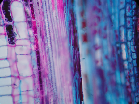 Plant stem, long section under microscope viewの写真素材
