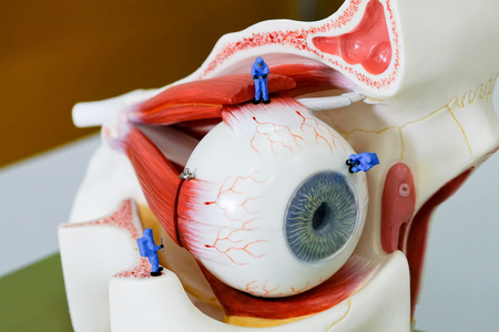 Miniature scientist work at the Human eye nodelの写真素材