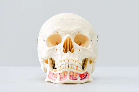 Human skull model for education on a white background.の写真素材