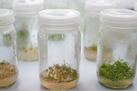 Orchid cell plant tissue culture in the laboratoryの写真素材