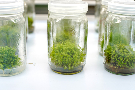 Orchid cell plant tissue culture in the laboratoryの写真素材