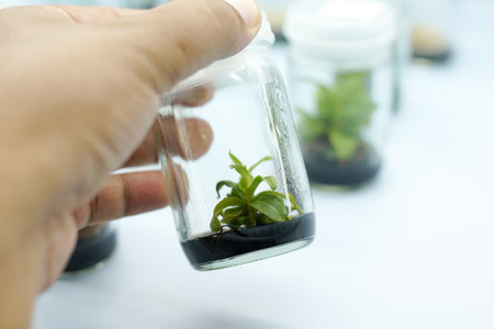 Orchid cell plant tissue culture in the laboratoryの写真素材