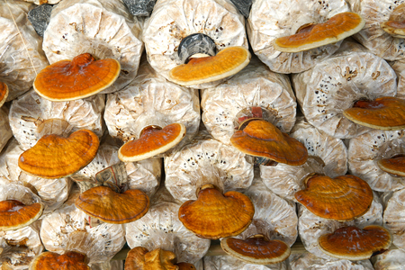 The cultivation of Lingzhi mushrooms in the mushroom farmの写真素材