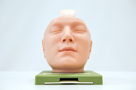 Human head anatomy model for educationの写真素材