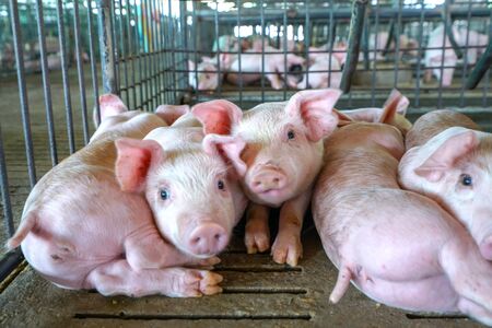 The small piglet in the farm. swine in the stall. Meat industry.