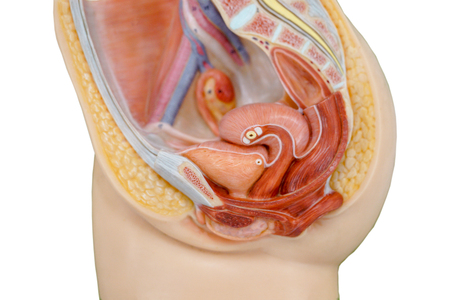 Vagina structure model for the education physiology.の写真素材