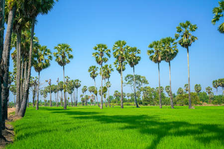 Green Rice Field with Blue Sky in sounthen of Thailandの写真素材