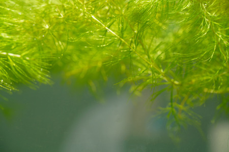Tropical aquatic plant in the freshwater pond