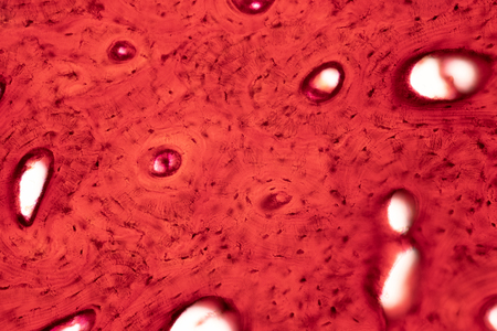 Histology of human compact bone tissue under microscope view for education, muscle bone connection and connective tissueの写真素材