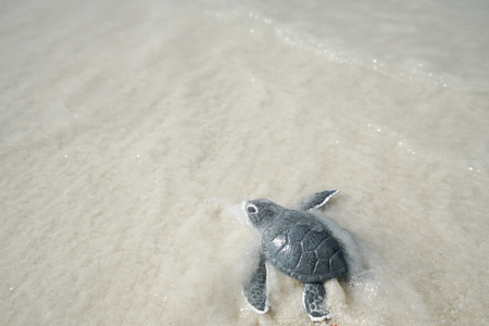 Little sea turtle on the sandy beachの写真素材