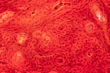 Histology of human compact bone tissue under microscope view for education, muscle bone connection and connective tissueの写真素材