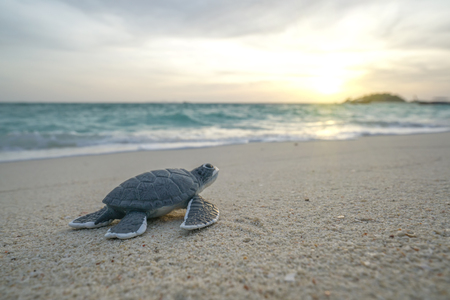 Little sea turtle on the sandy beach in morning time.の写真素材