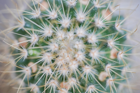 Macro closeup of small cactus for nature backgroundの写真素材