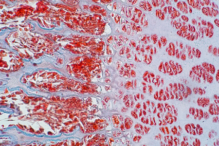 Cross section human cartilage bone under microscope view for education histology. Human tissue
