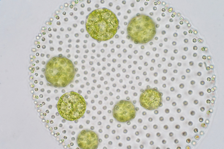 Volvox is a polyphyletic genus of chlorophyte green algae or phytoplankton.They live in a variety of...