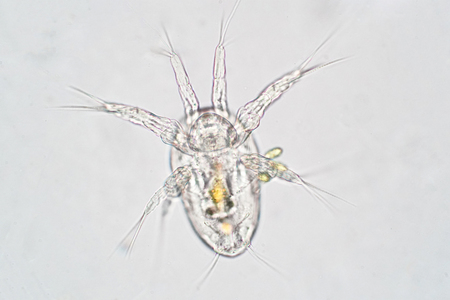 The nauplius larva is prevailing hatching larval form of crustaceans.