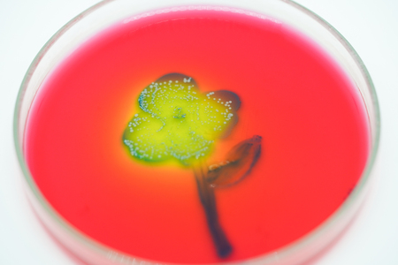 Art from Colony of bacteria in culture medium plate, Microbiology.