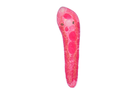 Liver fluke(Parasitic flatworm) of cattle and other grazing animals.