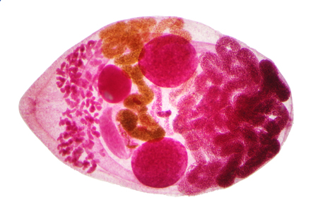 Liver fluke(Parasitic flatworm) of cattle and other grazing animals.