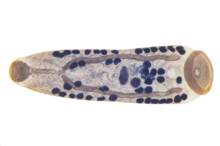 Liver fluke(Parasitic flatworm) of cattle and other grazing animals.