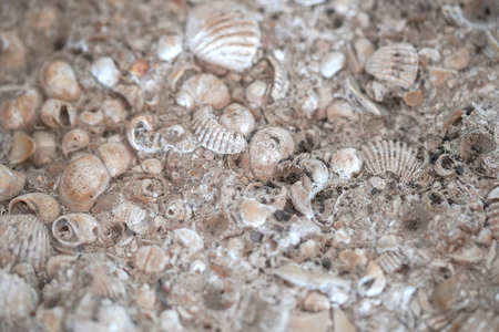 Old shells fossil in stone backgroundの写真素材