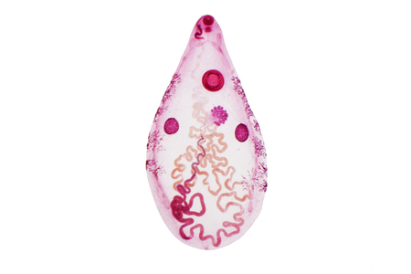 Liver fluke(Parasitic flatworm) of cattle and other grazing animals under the microscope for...