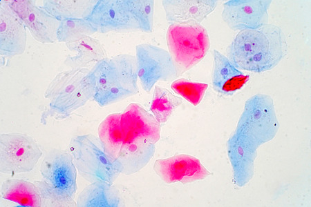 Squamous epithelial cells under microscope view for education histology. Histological for human physiology.の写真素材