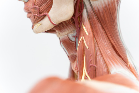 Human neck muscle for the education