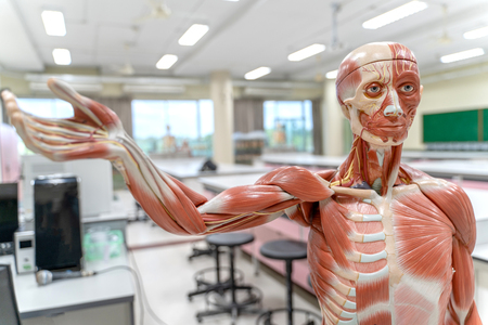 Human anatomy and physiology model in the laboratory for education.の写真素材
