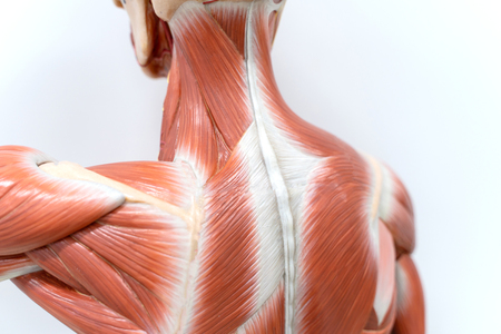 Muscles of neck and back model for the physiology education.の写真素材
