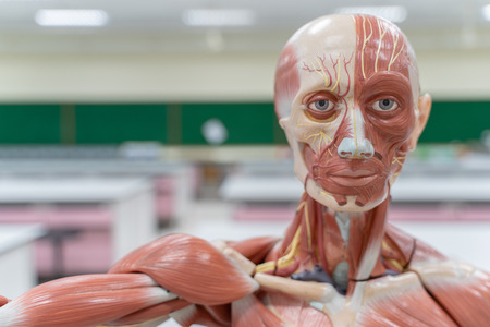 Human anatomy and physiology model in the laboratory for education.の写真素材