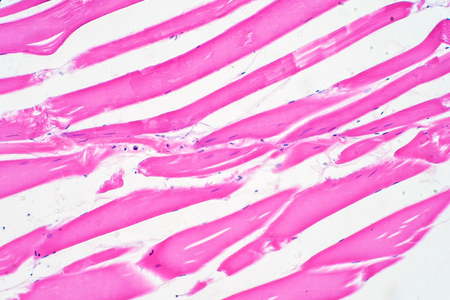 Histology of skeletal muscle under microscope view for education.の写真素材