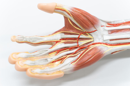 Muscles of the palm hand for anatomy education. Human physiology.の写真素材