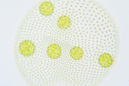 Volvox is a polyphyletic genus of chlorophyte green algae or phytoplankton.They live in a variety of...