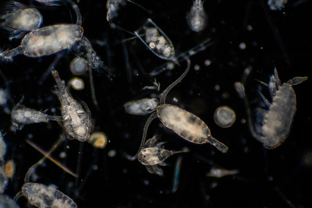 Plankton are organisms drifting in oceans and seas. Zooplankton.の写真素材