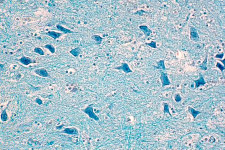 Cross section of spinal cord under the microscope view. Histological for human physiology.