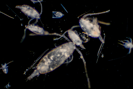 Plankton are organisms drifting in oceans and seas. Zooplankton.の写真素材