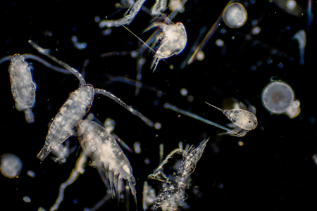 Plankton are organisms drifting in oceans and seas. Zooplankton.の写真素材